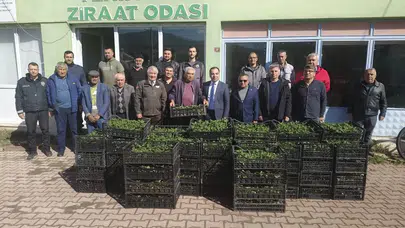 Toprağın bereketi Yenipazar’da filizleniyor: 8 bin çilek fidesi toprakla buluştu