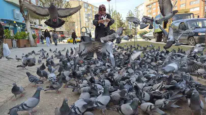 Eskişehir’de duygulandıran anlar: Naide Teyze’yi gören güvercinler adeta etrafını sardı