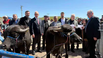 Kandıra mandası eski şaşaalı günlerine dönüyor: Büyükşehir’den üreticiye milyonluk can suyu
