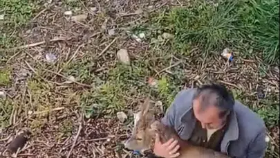 Şehir merkezinde korku dolu anlar: İki araca çarpan karaca dere kenarında bulundu