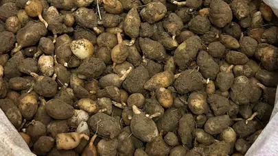 Doğayı talan etmenin bedeli ağır oldu: 15 kilo salep orkidesi için yarım milyonluk fatura