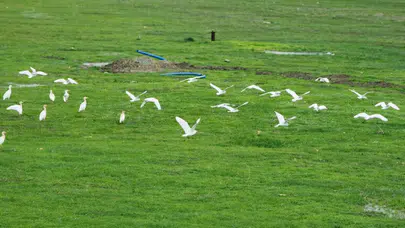 Muş Ovası'nda bahar şöleni: İnek kuşları tarlaları mesken tuttu