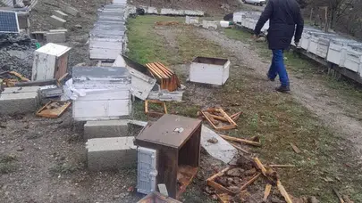 Baharı bekleyen arıcıya büyük şok: Kış uykusundan uyanan ayı 20 kovanı yerle bir etti