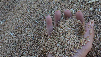 Gıda krizine karşı dev müjde: Dünya tarihinin en büyük hasadı kapıda