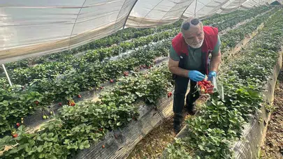 Çilekte güvenli hasat için sahaya indiler: Köşk’ten Sultanhisar’a çapraz denetim mesaisi