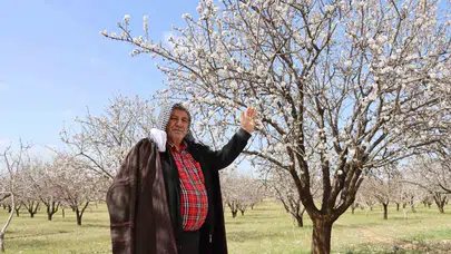 Fıstığın başkenti bademle zirveye göz dikti: Şanlıurfa tarımda yeni rotasını çizdi
