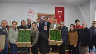 Sinop’ta toprak berekete doyacak: 135 bin fide ekonomiye can suyu olacak