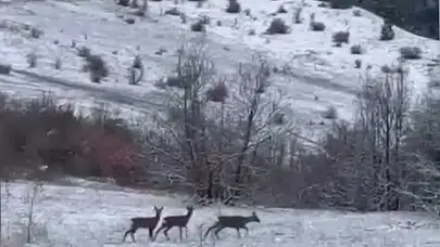Erzincan’ın sessiz sakin misafirleri: Refahiye’nin beyaz örtüsü üzerinde nadir görülen şölen
