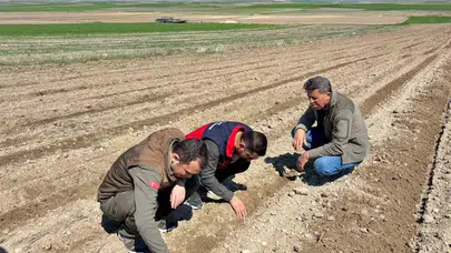 Afyonkarahisar'da boş kalan topraklar altın sarısına boyanacak: Atıl araziler ayçiçeği ile hayat buldu