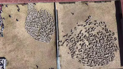 Binlerce kuzu aynı anda annesine koştu: Gökyüzünden yansıyan o anlar yürekleri ısıttı