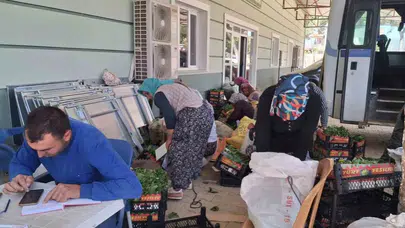 Sarıgöl’de bağlar bereketiyle uyandı: Yaprağın kilogramı 100 liradan alıcı buldu