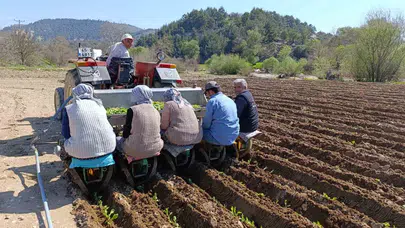 Selendi’de tütün bereketi: Çiftçinin yıl boyu sürecek zorlu mesaisi başladı