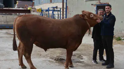 Kurban pazarının şampiyonu belli oldu: Bir tonluk Fırtına servet değerinde fiyata satıldı