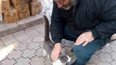 Köpeklerden kaçan kedinin imdadına itfaiye yetişti