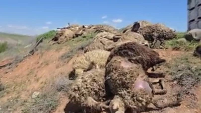 Malatya’da küçükbaş hayvan yüklü tır devrildi: 2 kişi yaralandı, 80 koyun telef oldu