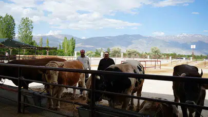 Erzincan’da kurban pazarı hareketlendi: Tokalaşmalı pazarlıklar geleneği yaşatıyor
