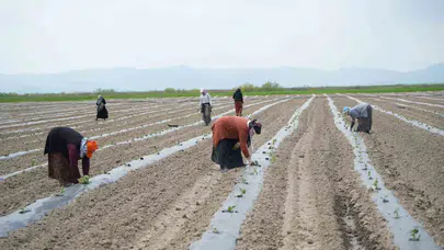 Muş Ovası'nda 1,4 milyar liralık bereket mesaisi: Karpuzda hedef rekor üretim