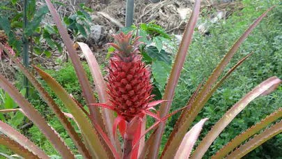 Alanya’nın tropikal bahçelerinde bir ilk: Ananas hasadı için geri sayım başladı