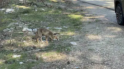 Uludağ yolunda beklenmedik karşılaşma: Aç tilkiye krakerli ziyafet
