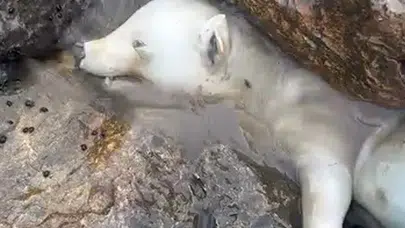 Karadeniz kıyısında şaşkınlık yaratan görüntü: Kutup ayısı sanılan canlıdan acı gerçek çıktı