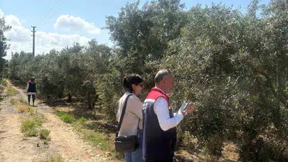 Didim’de altın sıvı için geri sayım: Rekolteyi belirleyecek saha mesaisi başladı