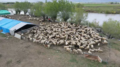 Çoban krizine köklü çözüm: 150 bin liralık maaş devri kapandı, Afgan işçiler sahada