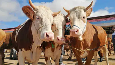 Bayburt’ta kurban heyecanı başladı: Pazarda teknolojik ve güvenlik önlemleri devrede