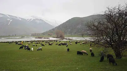 Bitlis’te bahar bereketi: 5 aylık esaret bitti, sürüler yaylalara koştu