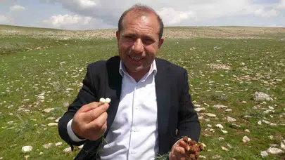 Dağların zirvesinde doğanın bereketi: Çiğdem hem sofraları süslüyor hem de geçim kaynağı oluyor