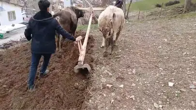 Modern teknolojiye inat: Van'ın sarp yamaçlarında bin yıllık miras yeniden hayat buldu