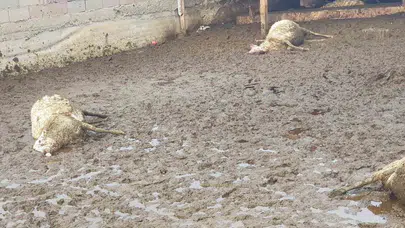 Polatlı'da besicinin kabusu: Gece karanlığında ağılı bastılar