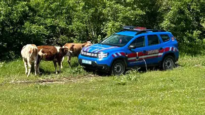 Teknoloji köylünün imdadına yetişti: Kayıp hayvanlar havadan görüntülendi