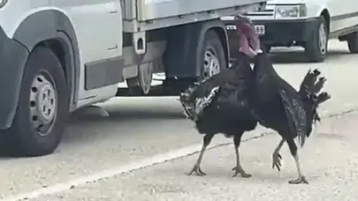 Sürücüler şaşkına döndü: Eflani'de yolun ortasında 'hindi' düellosu