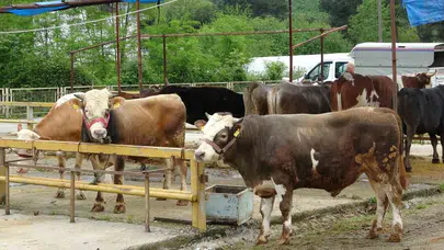 Kurban bereketi gurbetçide: Ordulu besicilerin son umudu yollarını gözledikleri hemşehrileri