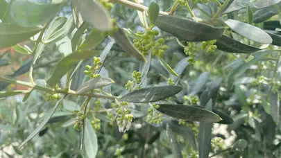 Zeytin üreticisine kritik uyarı: Verim kaybını önlemek için harekete geçin