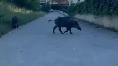 Bursa'da gece yarısı sürpriz misafirler: Şehir merkezinde domuz sürüsü paniği