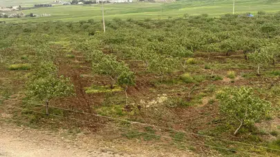 Komşunun yağmuru Siirt’in bereketi oldu: Fıstık üreticisi bu yıl rekor bekliyor