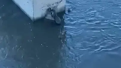 Ardahan’da nadir anlar: Kura Nehri’nin gizemli misafiri objektiflere yansıdı