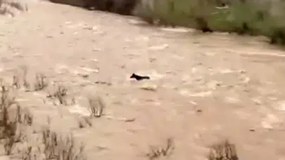 Bingöl’de nefes kesen kurtuluş: Sel sularına direnen atın yaşam mücadelesi kamerada