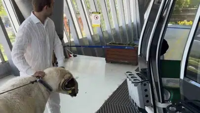 Kurbanlık koçunu teleferiğe bindirdi: Uludağ yolculuğu şaşkınlıkla izlendi
