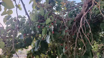 Hizan’da dut bereketi bilimle buluşmayı bekliyor: Potansiyel var, sistem yok