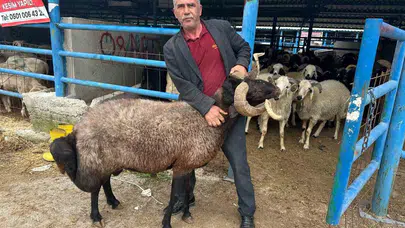 Kurban pazarına adım atmadan 650 bin lira eridi: Besiciler maliyet kıskacında isyanda
