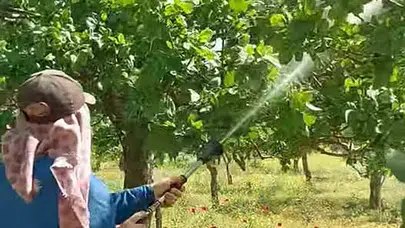 Fıstık üreticisinin gözü gökyüzünde: Rekolteyi korumak için kritik mesai başladı