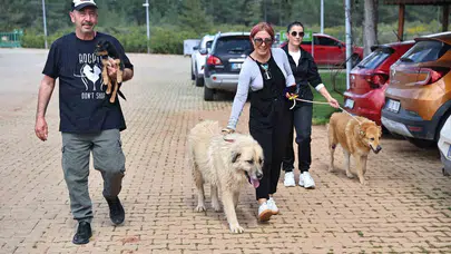 Satın alma sahiplen çağrısı karşılık buluyor: Bakımevinin kapıları yeni yuva arayan can dostlar için açıldı