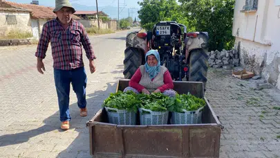 Bağlarda "Yaprakbank" mesaisi: Üzüm hasadı gelmeden üreticinin yüzü gülüyor
