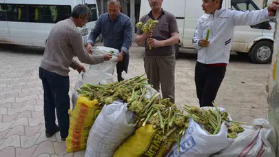 Doğu'nun şifalı bitkisi tezgahlara indi: Yayla muzuna yoğun ilgi