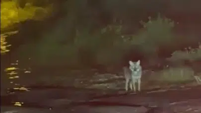 Sinop’ta gece yarısı sürpriz karşılaşma: Otomobilin yolunu kesti