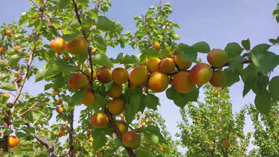 Mut’ta altın hasat dönemi: 300 bin tonluk dev rekolte beklentisi üreticinin yüzünü güldürdü