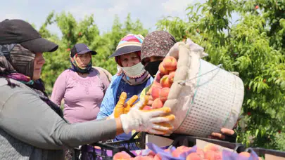 Tarlada fiyatlar yüzleri güldürdü: Adana’da şeftali bereketi sınırları aştı