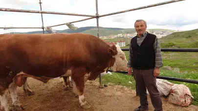 Yozgat'ta kurban pazarı hareketlendi: 1 tonluk şampiyon 450 bin liradan alıcısını bekliyor